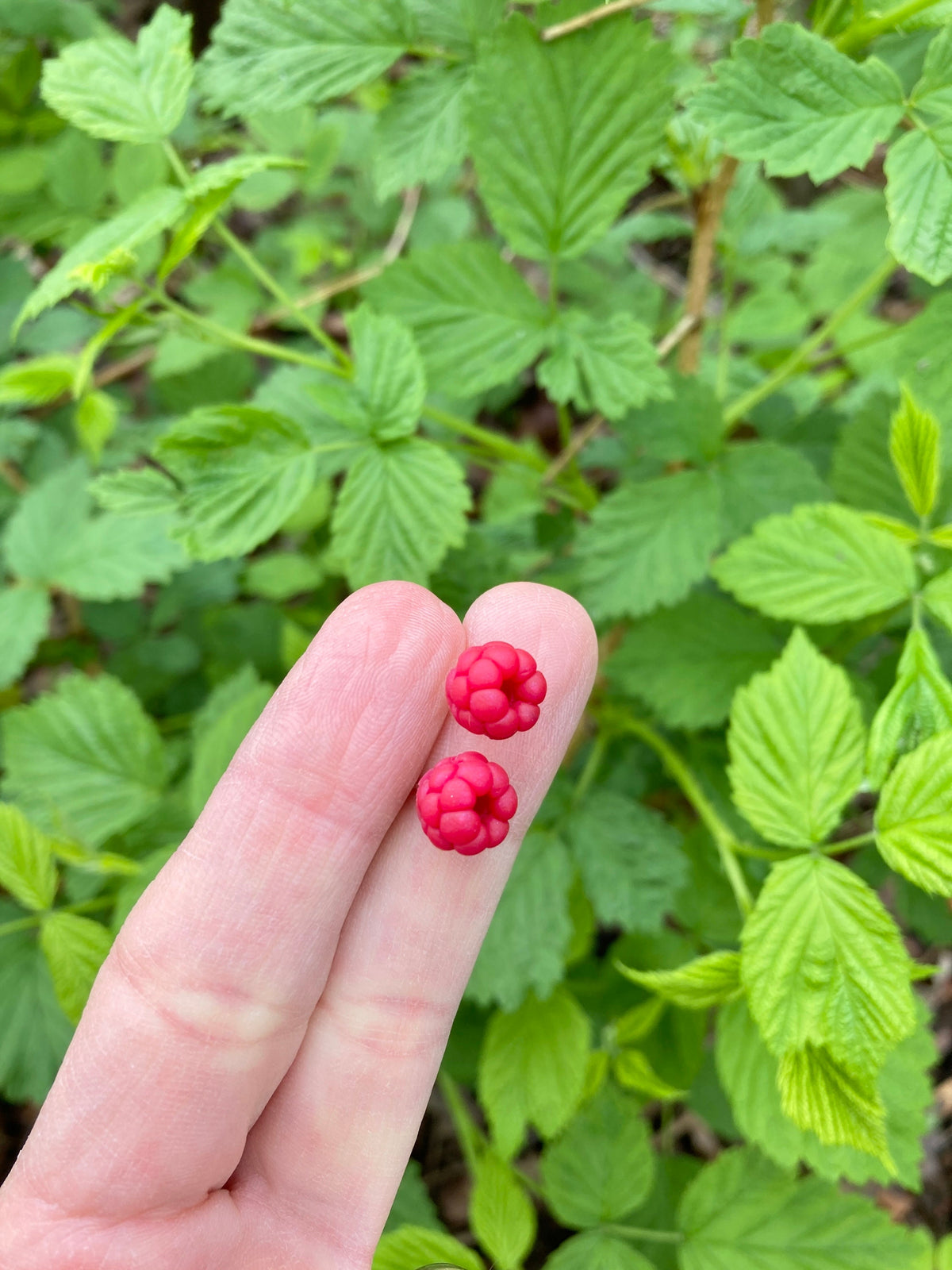 Raspberry Stud Earrings | Dainty Realistic Fruit Earrings