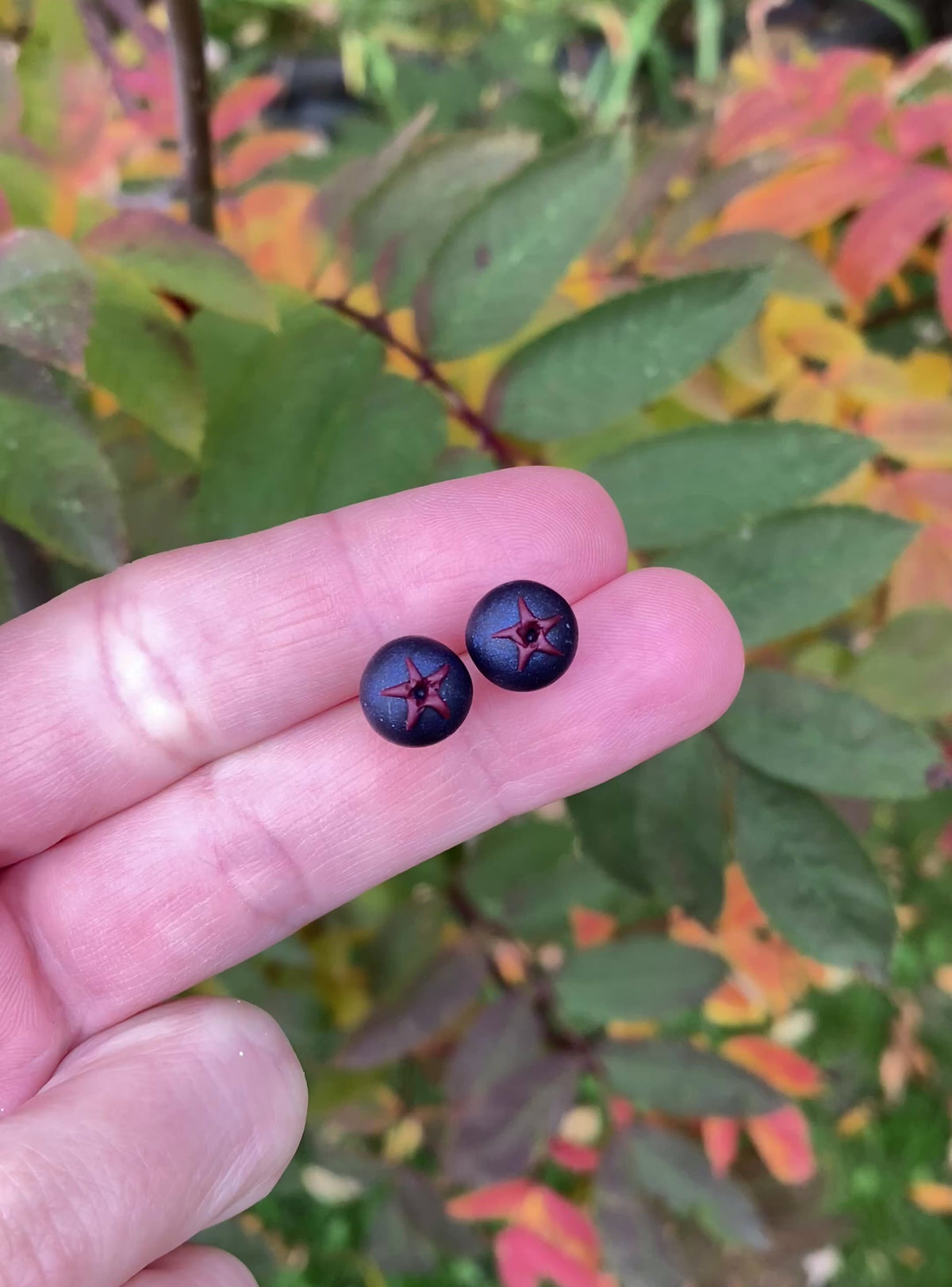 Saskatoon berry stud earrings
